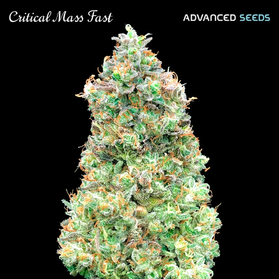 Critical Mass Fast Feminized Seeds Advanced Seeds