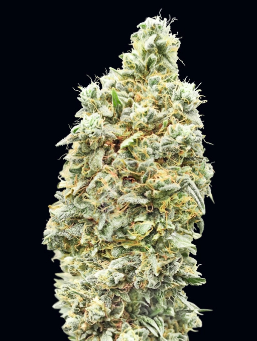 Strawberry Banana Fast Feminized Seeds Advanced Seeds