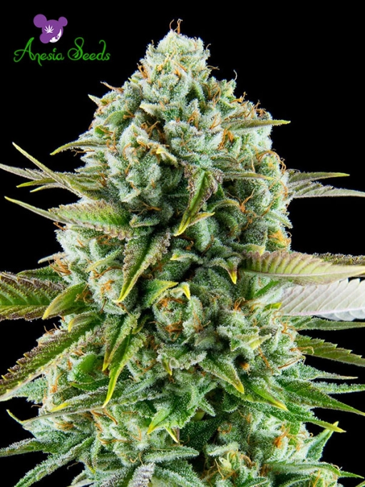Pink Starburst Feminized Seeds Anesia Seeds