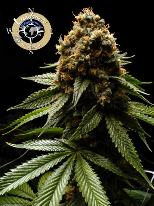 Landrace Collection Afghanica Feminized Seeds Anesia Seeds