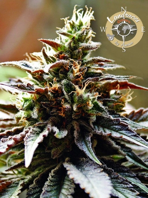 Landrace Collection Congo Feminized Seeds Anesia Seeds