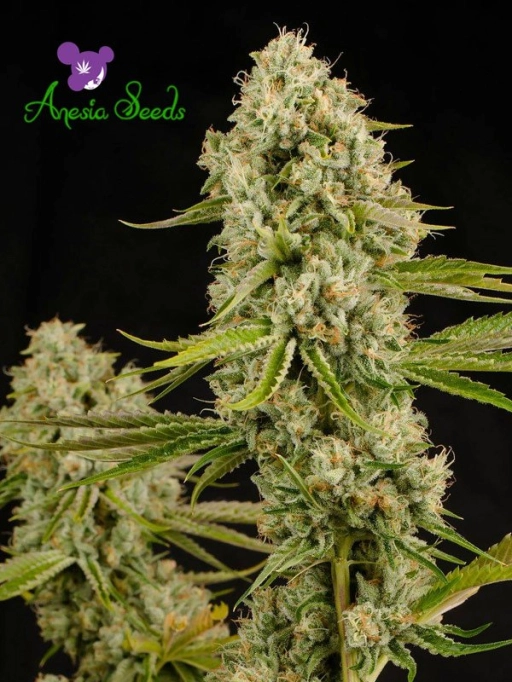 Landrace Collection Hindu Kush Feminized Seeds Anesia Seeds