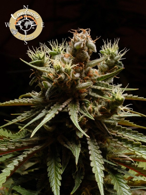 Landrace Collection Pure Durban Feminized Seeds Anesia Seeds