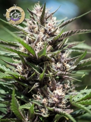 Landrace Collection Purple Thai Feminized Seeds Anesia Seeds