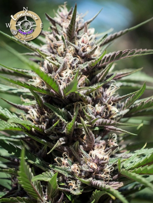 Landrace Collection Purple Thai Feminized Seeds Anesia Seeds