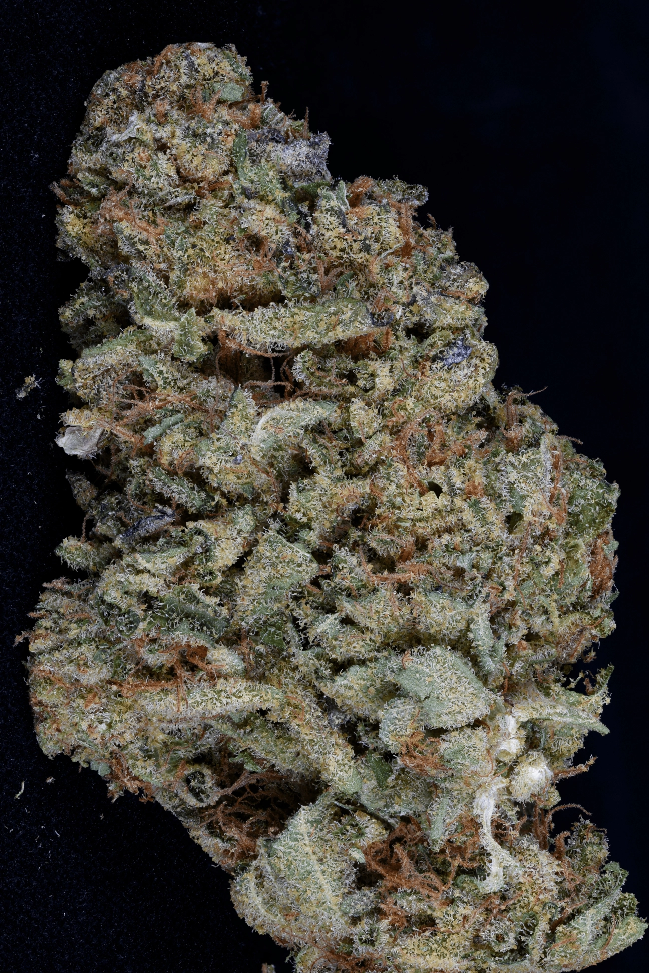 Gorilla Zkittelz Feminized Seeds Bighead Seeds