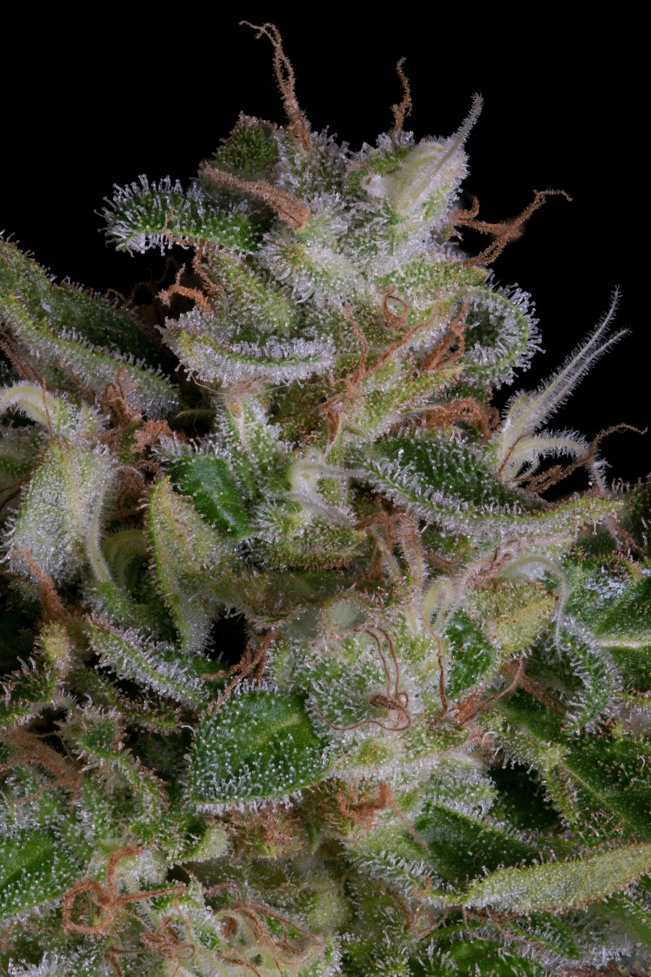 Alien Gorilla Feminized Seeds Bighead Seeds