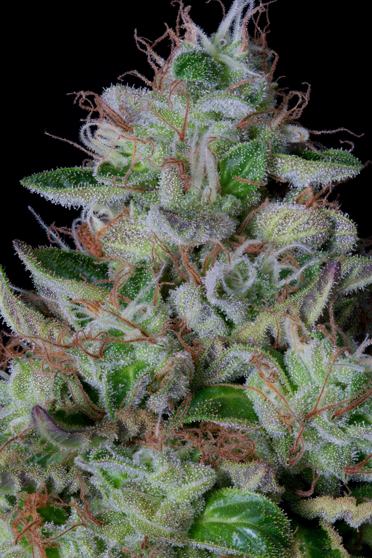 DosGelato Feminized Seeds Bighead Seeds