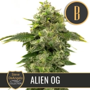 Steve Deangelos Alien OG Feminized Seeds BlimBurn Seeds