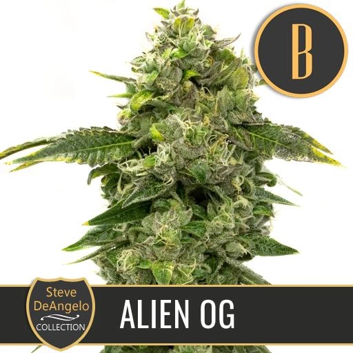 Steve Deangelos Alien OG Feminized Seeds BlimBurn Seeds