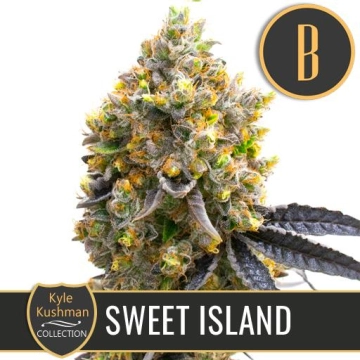 Kyle Kushmans Sweet Island Feminized Seeds BlimBurn Seeds
