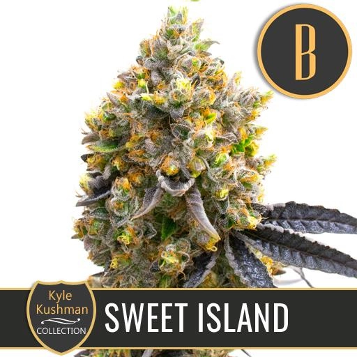 Kyle Kushmans Sweet Island Feminized Seeds BlimBurn Seeds