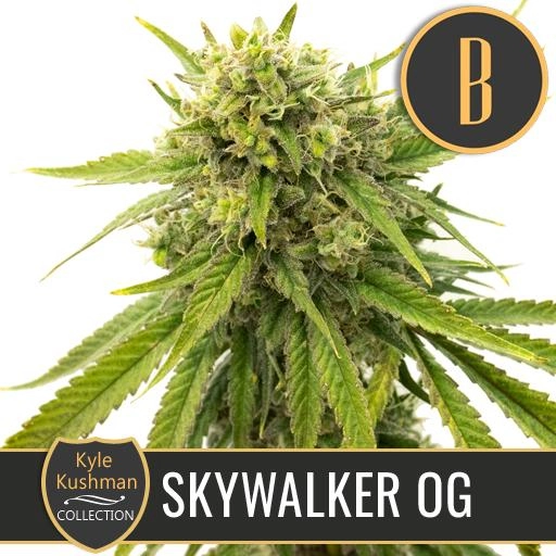 Kyle Kushmans Skywalker OG Feminized Seeds BlimBurn Seeds