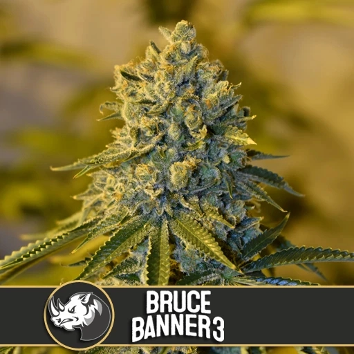Bruce Banner 3 Feminized Seeds BlimBurn Seeds