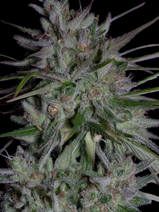 Don Girl Scout Cookies Feminized Seeds Don Avalanche