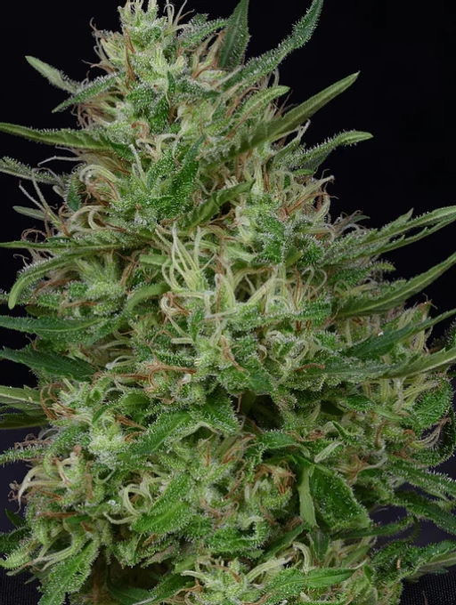 Don Green Crack Feminized Seeds Don Avalanche