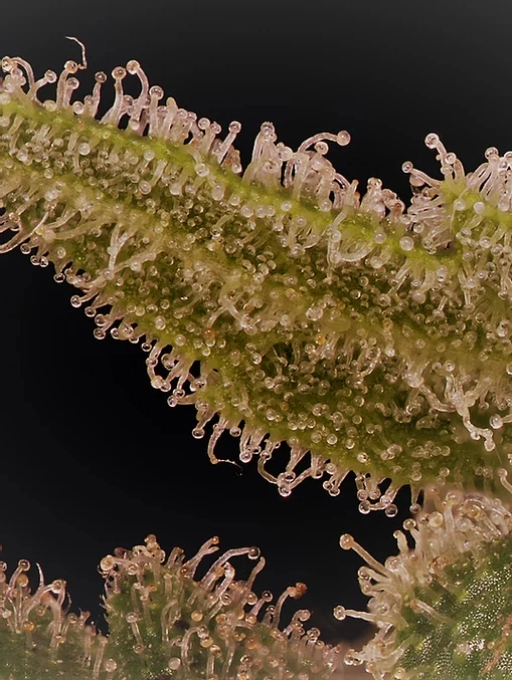 Don Lemon Glue Feminized Seeds Don Avalanche
