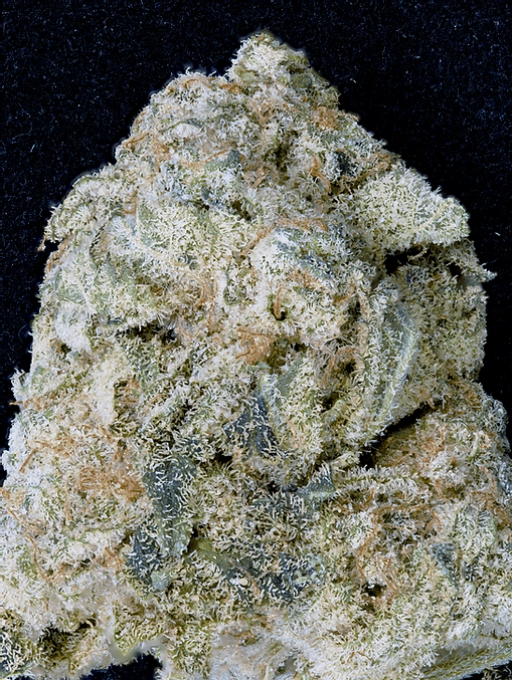 Don OG Kush Feminized Seeds Don Avalanche