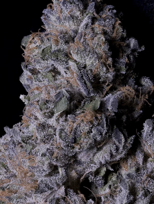 Don Purple Dick Feminized Seeds Don Avalanche
