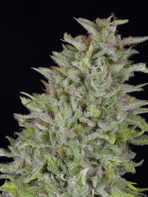 Don Wedding Cake Feminized Seeds Don Avalanche