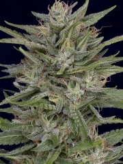 Don AK Feminized Seeds Don Avalanche