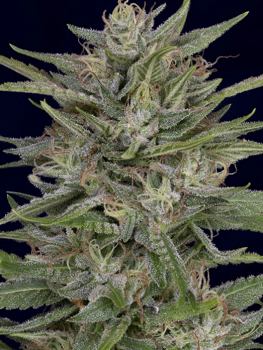 Don AK Feminized Seeds Don Avalanche