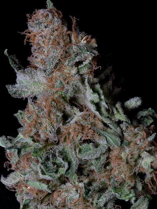 Don Blueberry Cookies Feminized Seeds Don Avalanche