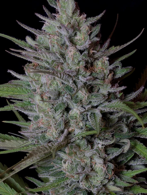 Don Biscotti Feminized Seeds Don Avalanche