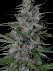 Don Bruce Banner Feminized Seeds Don Avalanche