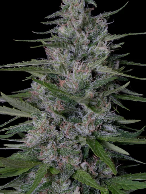 Don Bruce Banner Feminized Seeds Don Avalanche