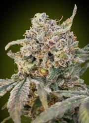 Somango Glue Auto Auto Seeds Advanced Seeds