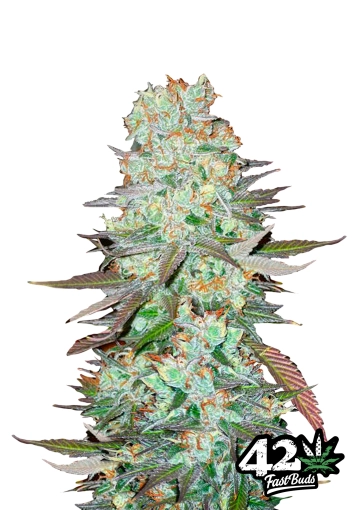 G14 Auto Seeds FastBuds