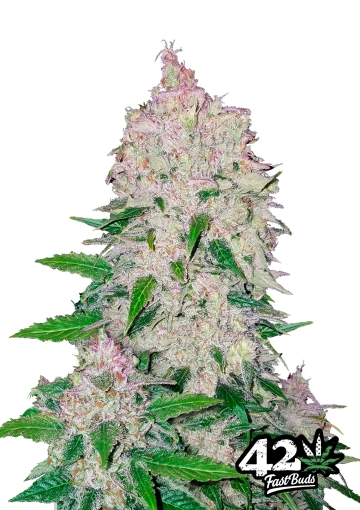 Stardawg Auto Seeds FastBuds