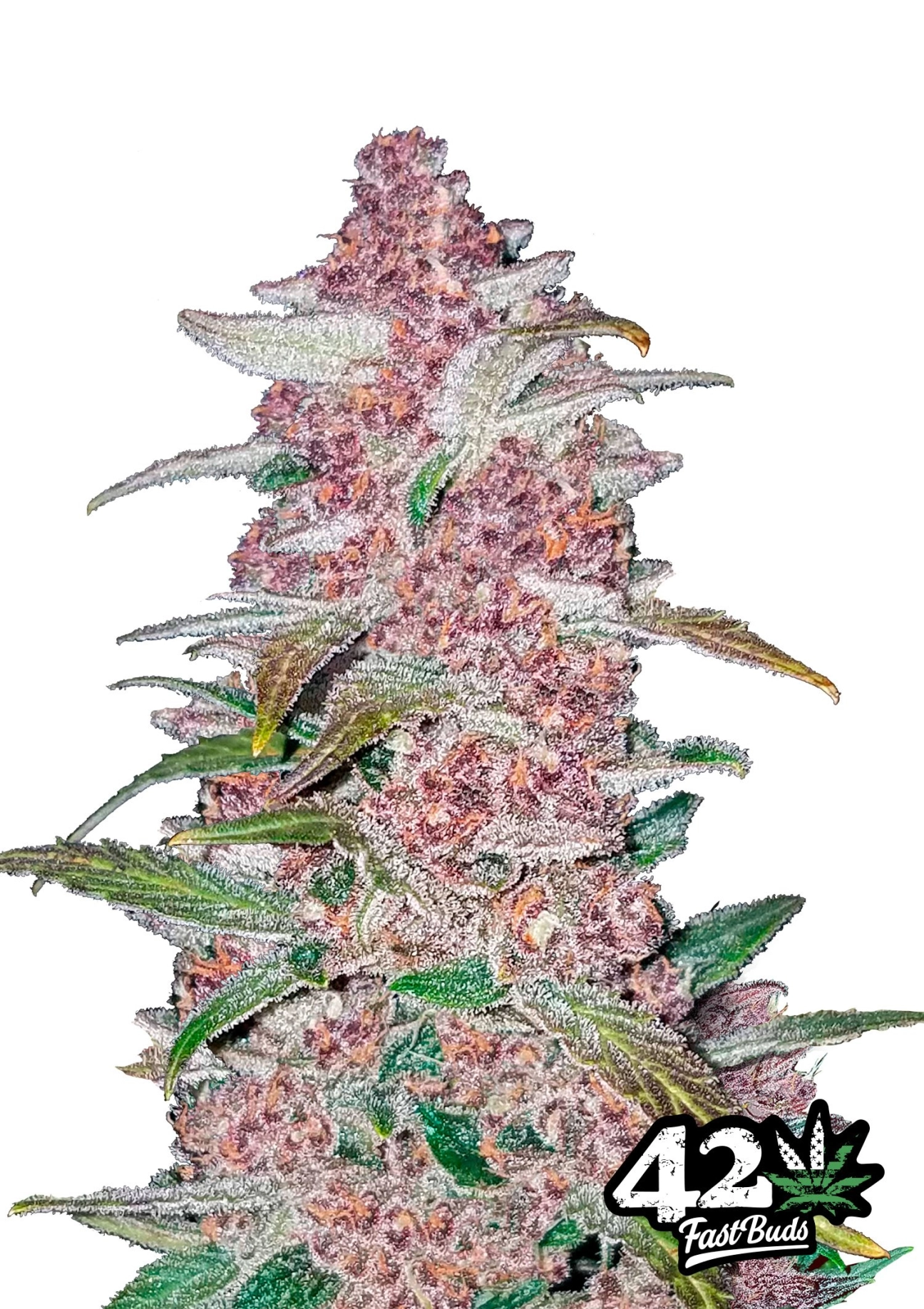 Blackberry Auto Seeds FastBuds