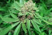 SILVER LINE White Grapes Regular Seeds Purple Caper Seeds