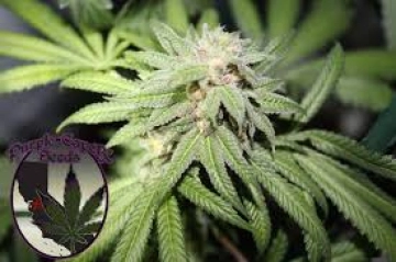 SILVER LINE Purple Punch X Regular Seeds Purple Caper Seeds