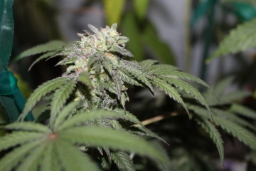 FEMINISED LINE Gelato X Feminized Seeds Purple Caper Seeds