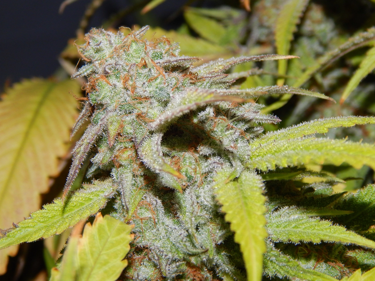 FEMINISED LINE Cookie OG Feminized Seeds Purple Caper Seeds