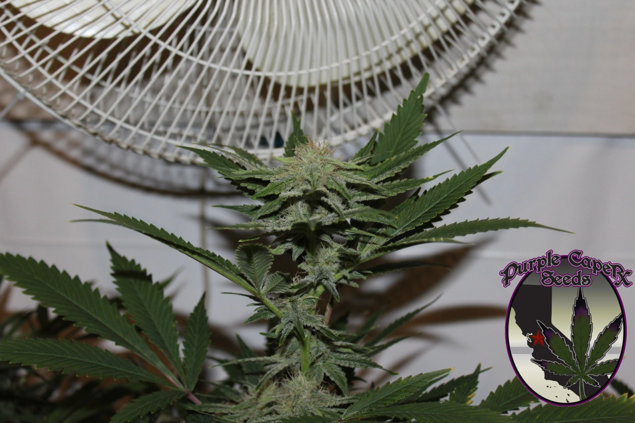 FEMINISED LINE 4G Feminized Seeds Purple Caper Seeds
