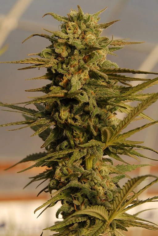 Julies Cookies Auto Auto Seeds Bighead Seeds