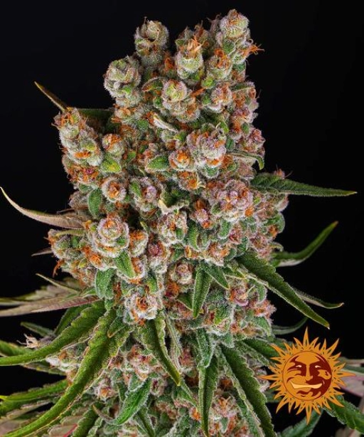 GMO Auto Auto Seeds Barneys Farm