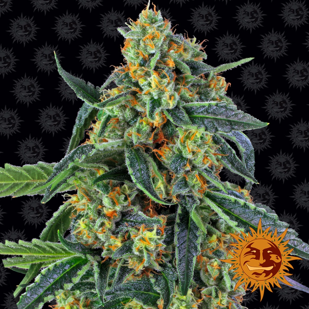 Cookies Kush Auto Auto Seeds Barneys Farm