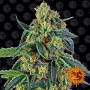 Cookies Kush Auto Auto Seeds Barneys Farm