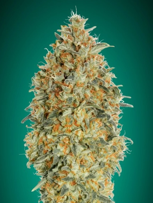 Gorilla Blue Auto Auto Seeds Advanced Seeds