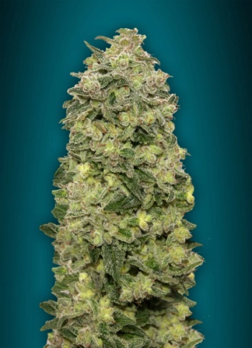 Afghan Skunk Auto Auto Seeds Advanced Seeds