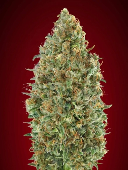 Kaya 47 Auto Auto Seeds Advanced Seeds