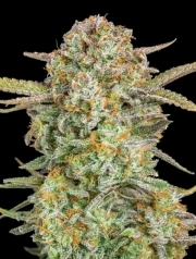 Bruce Banner XXL Auto Auto Seeds Advanced Seeds