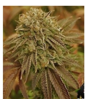 Automatic AK Female Autoflowering cannabis flower bud by Advanced Genetics Seeds