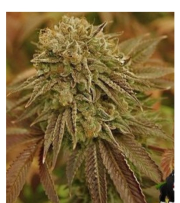Automatic AK Female Autoflowering cannabis flower bud by Advanced Genetics Seeds