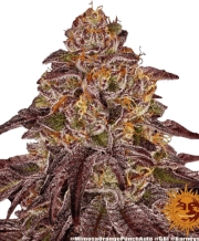 Automatic AK Female – Advanced Genetics Seeds – Autoflowering